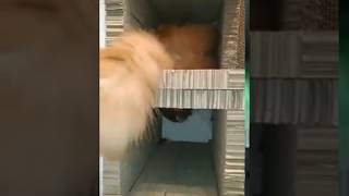 "うに"お気に入り”自作爪とぎトンネル”で遊ぶ - Play with Uni's favorite "homemade claw board tunnel".