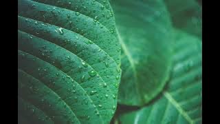 ქრიზანთემები - Qrizantemebi - ნეონი - Neoni Cover