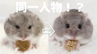 個性派ハムスターくもりに整形疑惑が浮上！？