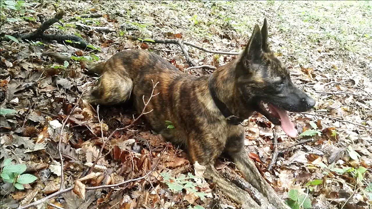 Astra The Dutch Shepherd Mix 1 Youtube