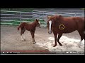 Great Example of Mama Horse Giving Her Foal Some Schooling - Horse Body Language
