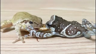Little Giant 🐸 I am Jackie! (Japanese tree frog)frog&frog