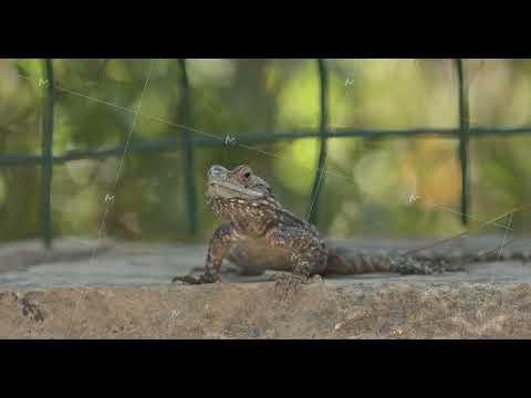 Close-up View On Agama Anchietae, a Graphic by Our Amazing World (Thumbnail 2 of 2)