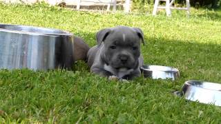 Uriel Chesway Fransimo Bohemia