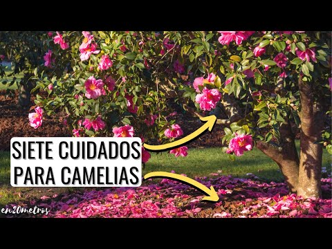 Video: Poda de camelias - Cómo podar camelias