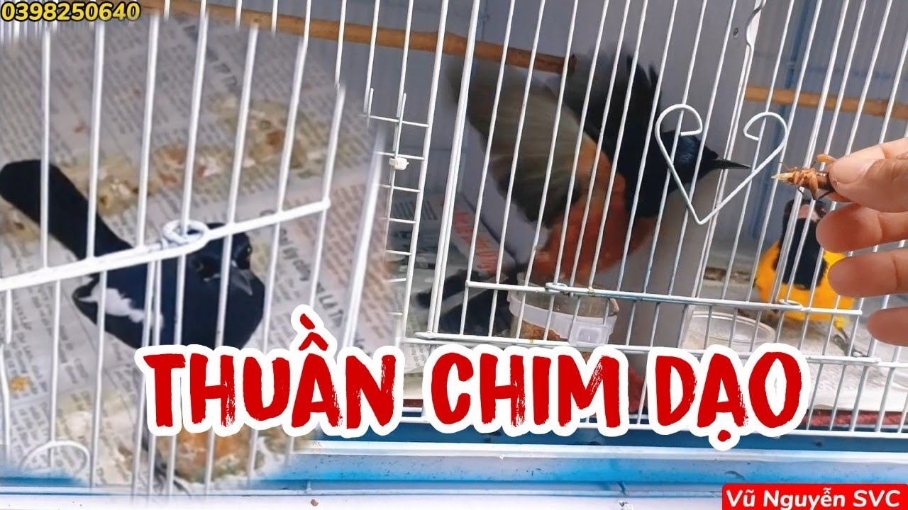 THUẦN CHIM CHÍCH CHÒE LỬA, THAN SIÊU TỐC PHỤC VỤ ANH EM ĐAM MÊ.