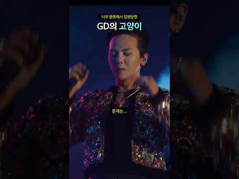 너무 뚱뚱해서 입밴당한 GD의 고양이