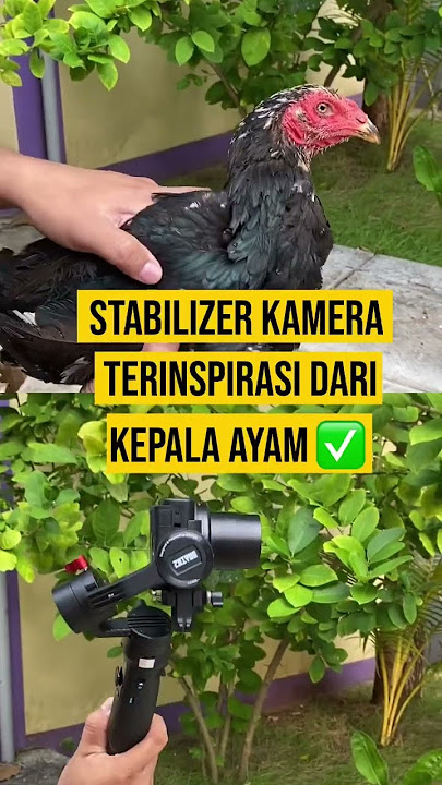 Keseimbangan kepala ayam menginspirasi stabilizer kamera