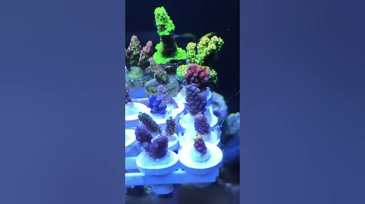 New frags Cody Demmel