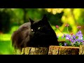 Страх перед черной кошкой. Кошки ускоряют развитие человека, усиливают энергетические практики