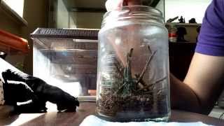 Removing False Black Widow Egg Sac