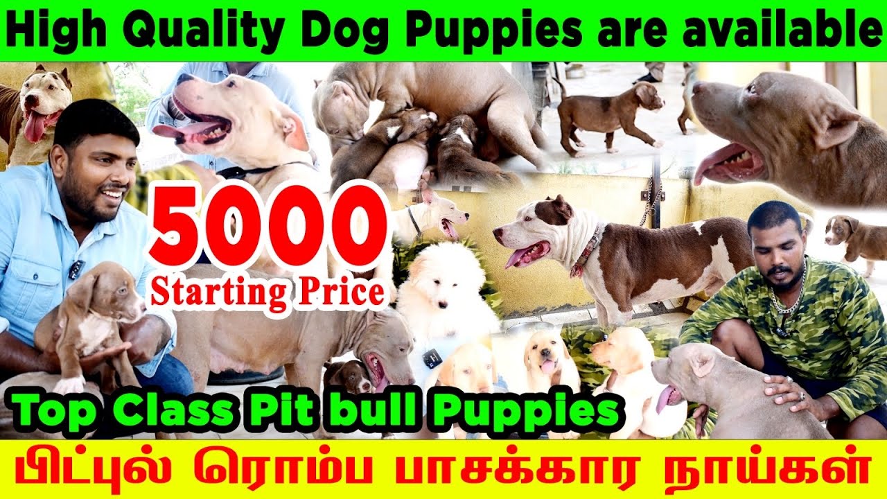 Adorable Dog Puppies for Sale in Chennai Adorable Pitbull Puppies