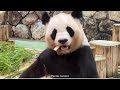 最終観覧日のパンダファミリー🐼 検疫中の良浜 彩浜 結浜 楓浜🐼 アドベンチャーワールド ジャイアントパンダ