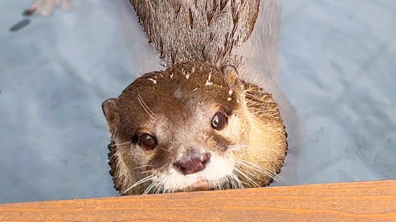 [Оригинальное видео] Выдра с самодовольным лицом в ванной под открытым небом во дворе