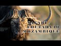 CAPE BUFFALO HUNTING in Mozambique's COUTADA 10