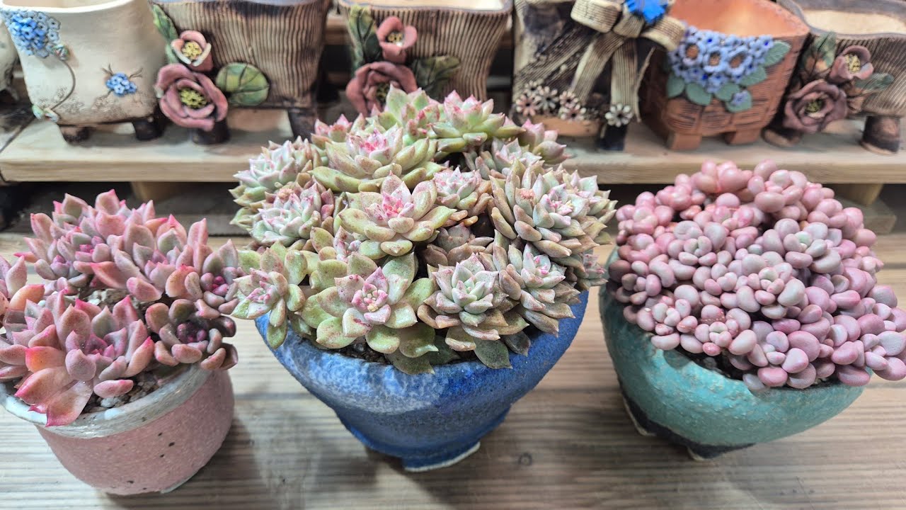 26.02.23.아르제&아방가르드 매장지킴이 식재해요 