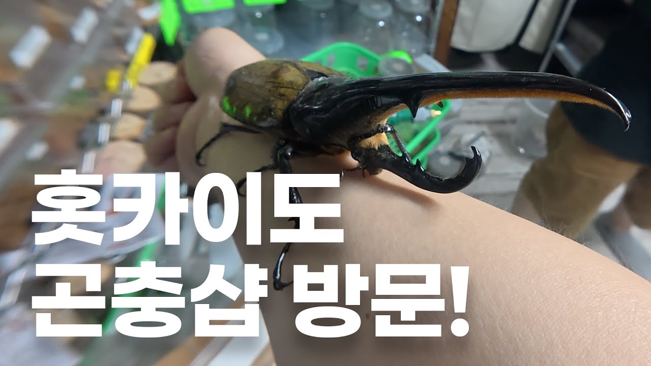 Japanese Insect. Shop 놀라운 외국곤충들을 만나볼 수 있는 일본 홋카이도 곤충샵