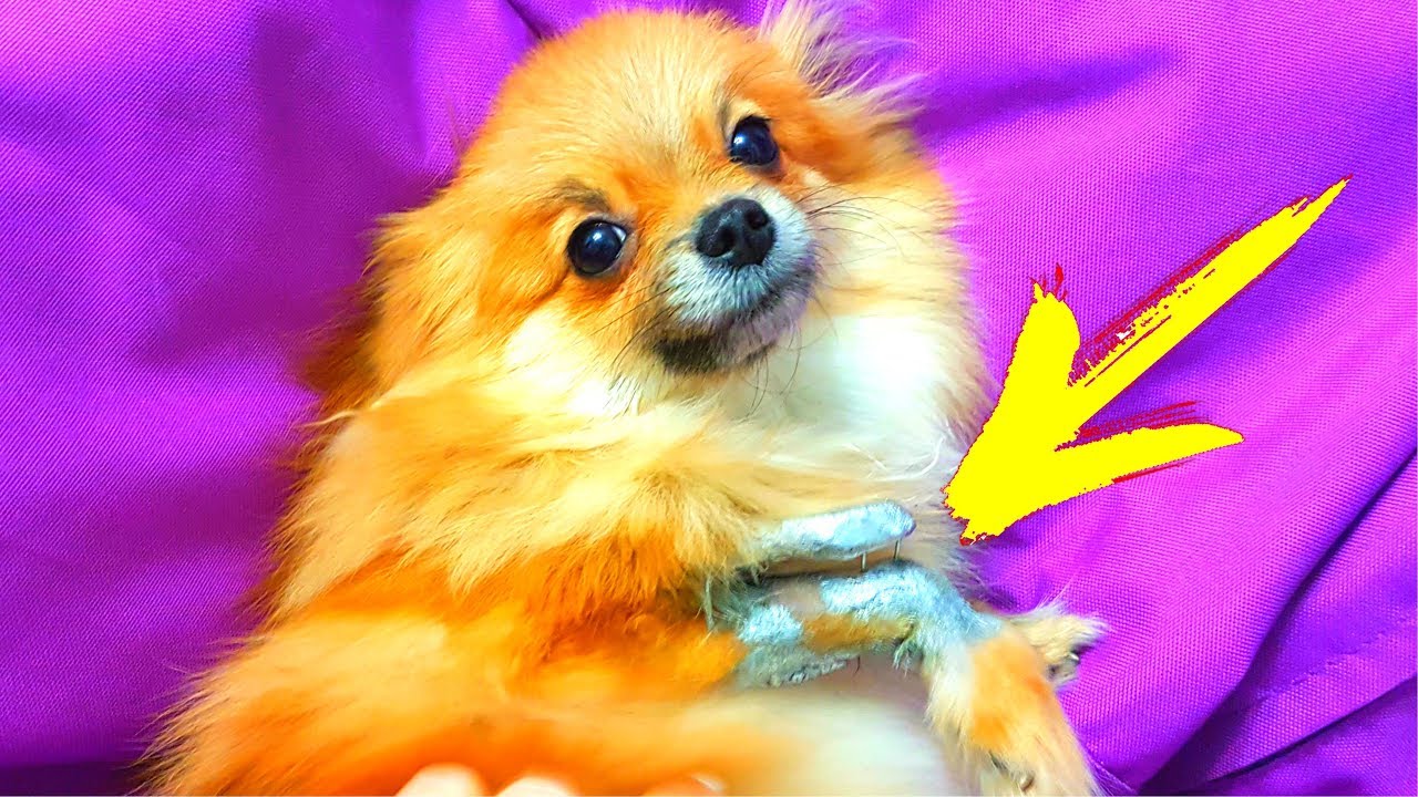 УТРО СОБАКИ С ПЕРЕВЯЗАННОЙ ЛАПКОЙ. НАШ ОБЫЧНЫЙ ДЕНЬ - YouTube