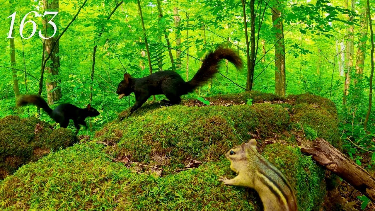 Cat TV: Black Squirrels & Chipmunks on Mossy Forest Rock 🟢 4K 2.5 Hours | Rhythmic Bird Sound 163