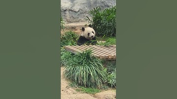 Giant Panda in Macau 🐼✨ | Cute Animal Shorts | Swiftie Kitty