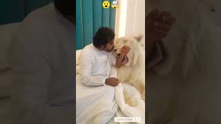 Dubai 🇦🇪 King 👑 Sheikh Nawab With White Tiger 🐯 Lion 🦁 White Tiger 🐅 #Dubai #shorts