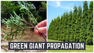 How to Grow Thuja Green Giant Trees from Cuttings (Free) | Green Giant Propagation