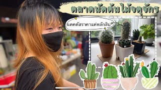 แคคตัสราคาถูก | ตลาดนัดต้นไม้จตุจักร