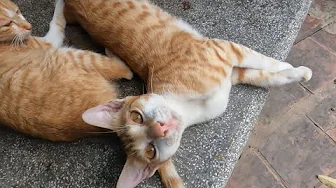Cats and Dogs are best friends