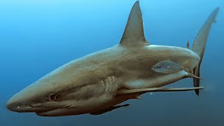 Belize Aggressor III Liveaboard Scuba Diving November 2021