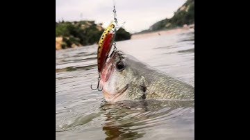 Mồi câu cá chẽm vược sông biển siêu nhạy, cá giả minow câu lure cá hoàng đếcá rô phi lure suối