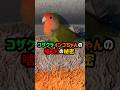 コザクラインコちゃんの噛む力の秘密