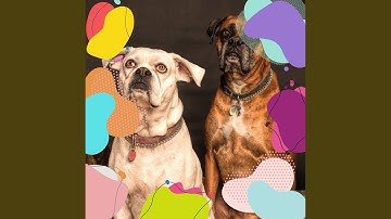 Pulsating Ambience for Chill Puppies