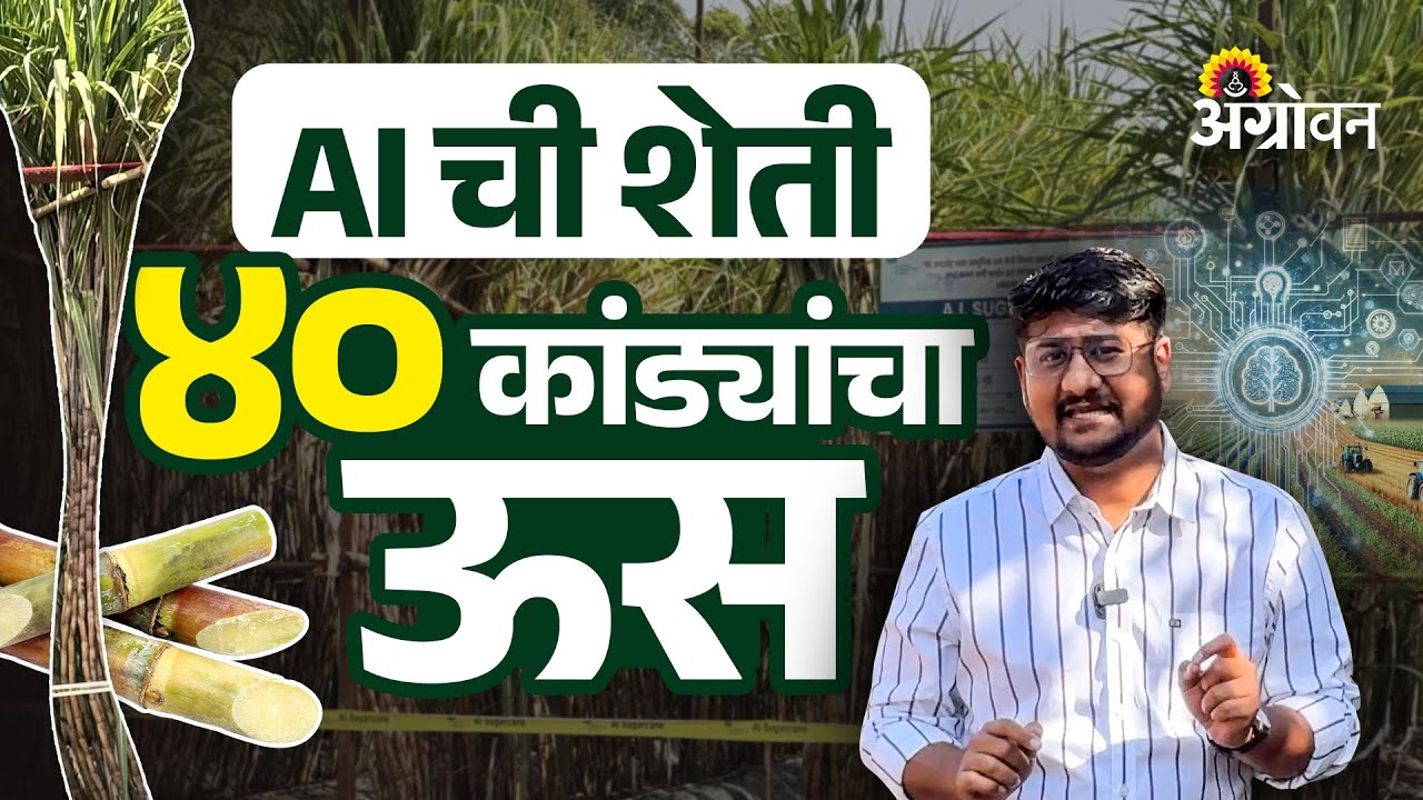 AI In Sugarcane : कृत्रिम बुद्धिमत्तेने ऊस उत्पादन झालं दुप्पट; Baramati Krushik Exhibition