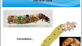 Singu Movie Macromons