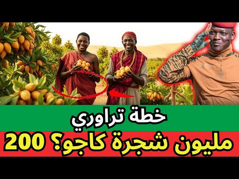 لماذا يزرع تراوري ملايين أشجار الكاجو في الصحراء الحقيقة المدهشة