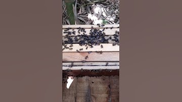 Sử Lý Đàn Ong Quá Nhiều Ong Đực.