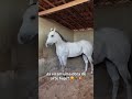 Ah cavalo! 😍🐎💥 #cavalo #cavalos #viral #shorts