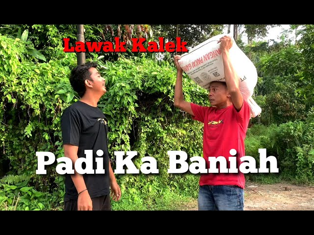 Padi Ka Baniah class=
