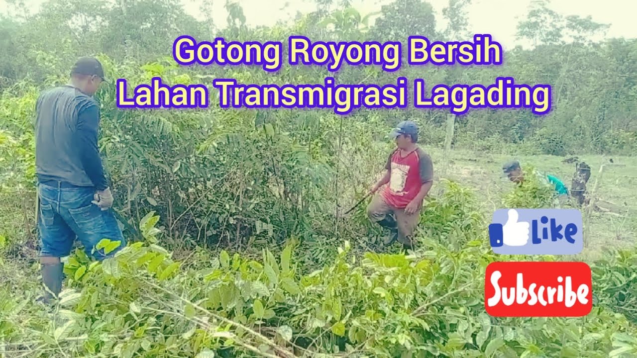 GOTONG ROYONG BERSIH LAHAN USAHA TRANSMIGRASI LAGADING 