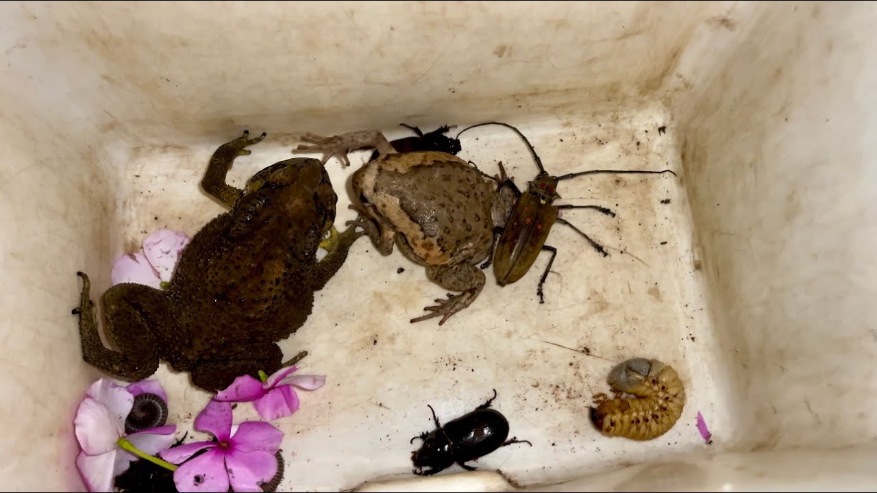 Many Huge Black Beetles and Giant Wood Worms and Big Long Horned Beetle with Millipedes| 4K 