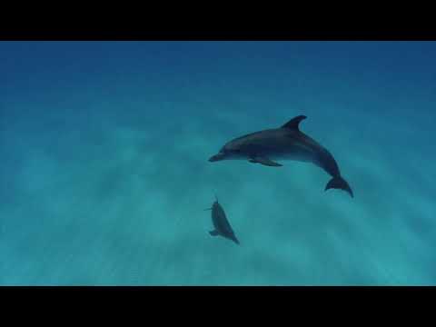 Vidéo Le mystère du dauphin rose 