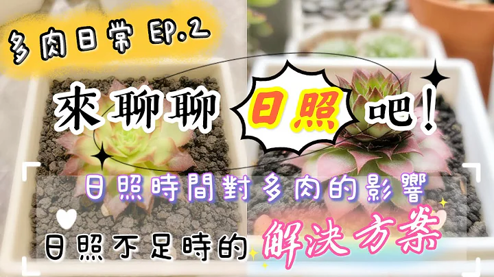 【新手必看】EP.2 淺談日照｜日照不足可以養多肉嗎？｜A&Y多肉日常｜The effect of sunshine time on Succulents - 天天要聞