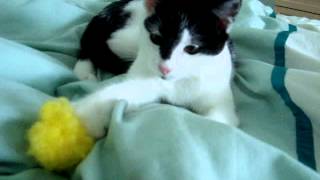 Cikala  Kitten holding onto her fluff ball