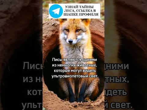 Лисы видят ультрафиолетовый свет #лес #природа #животные #лиса #лисица