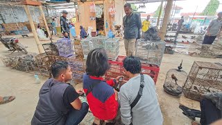 Download Lagu Ciawi gebang kuningan nih yuk kita cek burungnya ada yang unik gak MP3