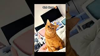 🐾Funniest Cat Core Videos🤣 #animals #funny #heartwarming
