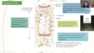 ¿Qué hace la auxina por las plantas?