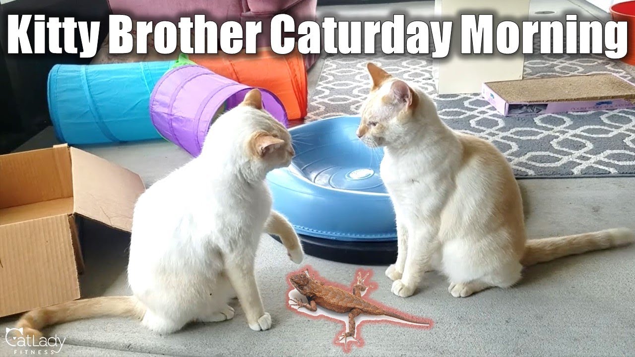 cat food recipes easy Caturday with Kitty Brothers: Lizards, Squirrels & Wrestling - The Chronicles of Puppy & Alf