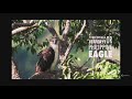 The Philippine Eagle Hunts Prey