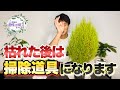 【紅葉をおうちで!】お悩み解決!コキアを目一杯楽しむ方法   【育て方】【紅葉】【コキア】【園芸】【ガーデニング】